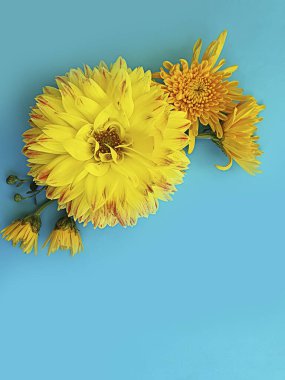 Renkli arkaplanda çiçek aranjmanı