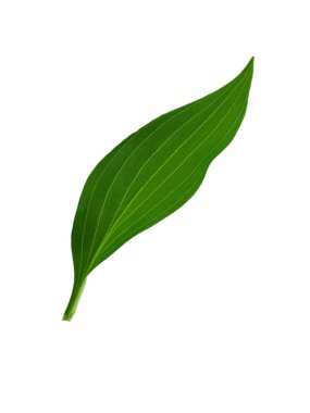 Beyaz arkaplanda yeşil yaprak izole edildi