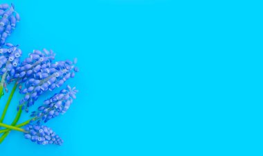 Renkli arka planda mavi bahar çiçekleri