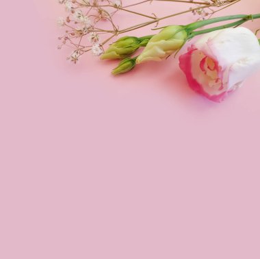 Renkli bir arka planda östoma çiçeği