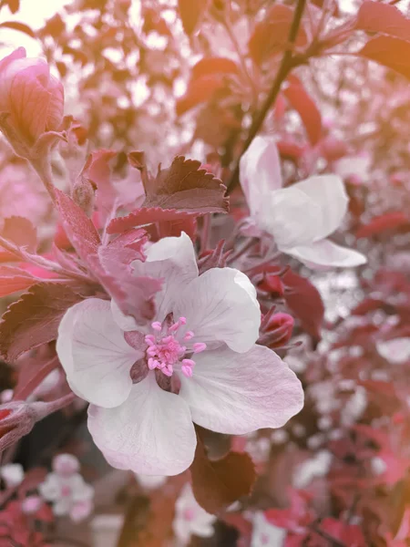 Fiori Ciliegio Chiudere Fondo Primavera — Foto Stock