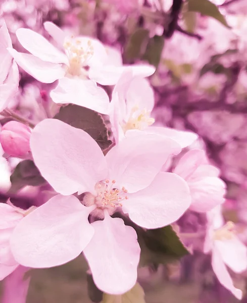 Fiori Ciliegio Chiudere Fondo Primavera — Foto Stock