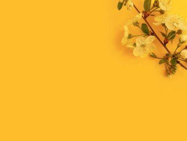 Renkli arkaplanda kiraz dalı