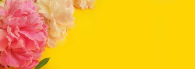 Renkli bir arka planda şakayık çiçeği