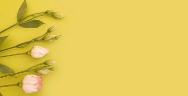 Renkli bir arka planda östoma çiçeği