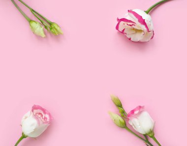 Renkli bir arka planda östoma çiçeği