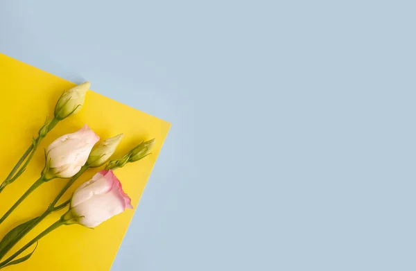 Eustoma Virág Egy Színes Háttér Nyár — Stock Fotó