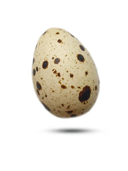Uovo Quaglia Isolato Sfondo Bianco — Foto Stock