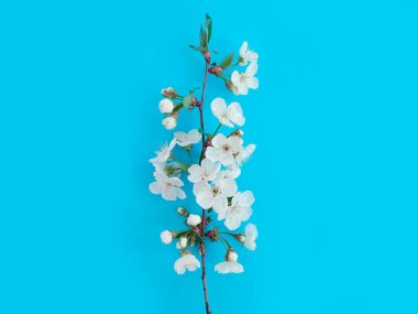 Renkli arkaplanda kiraz dalı