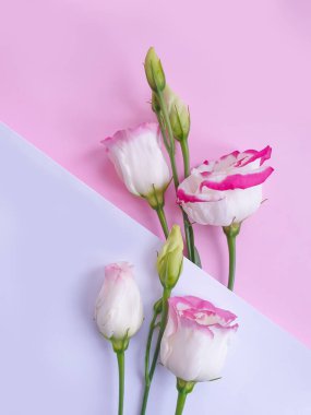 Renkli arkaplanda östoma çiçeği