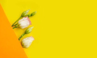 Renkli arkaplan çiçekleri üzerinde östoma çiçeği