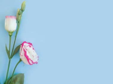 Renkli arkaplanda östoma çiçeği