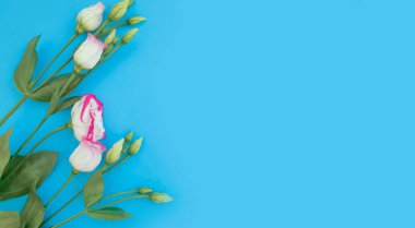 Renkli arkaplanda östoma çiçeği