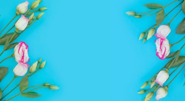 Renkli arkaplanda östoma çiçeği