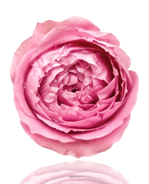 Rose Blume Isoliert Auf Weißem Hintergrund — Stockfoto