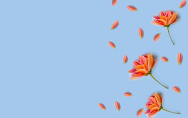 Renkli arkaplanda kasımpatı çiçeği