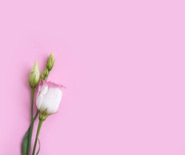 Renkli bir arka planda östoma çiçeği yaratıcılığı