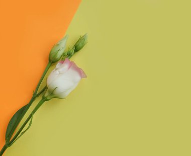 Renkli bir arka planda östoma çiçeği yaratıcılığı