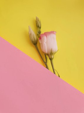 Renkli bir arka planda östoma çiçeği yaratıcılığı