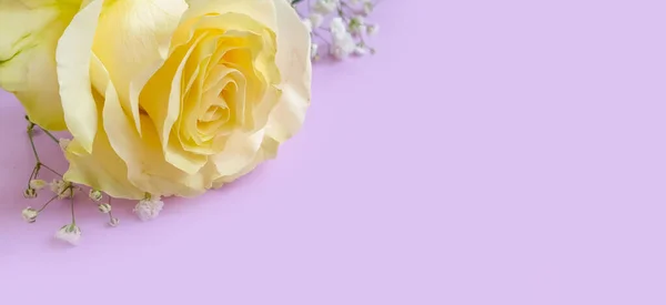Rosa Flor Sobre Fondo Color — Foto de Stock