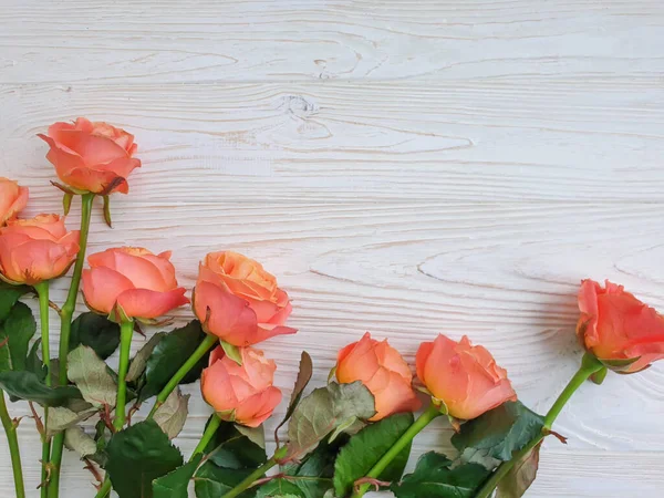 Квітка Троянда Дерев Яній Фоновій Рамці — стокове фото