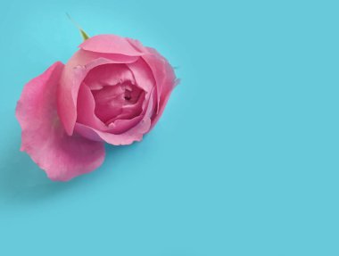 Renkli arka planda gül çiçeği bahar, dekorasyon