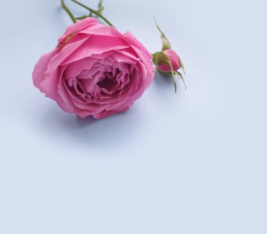 Renkli arka planda gül çiçeği bahar, dekorasyon