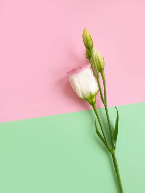 Renkli bir arka planda östoma çiçeği yaratıcılığı