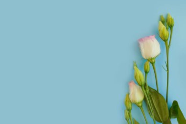 Renkli arka planda güzel bir çiçek