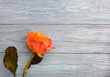 Ahşap arkaplan çerçevesinde çiçek gülü 