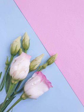 Renkli arka planda güzel bir çiçek