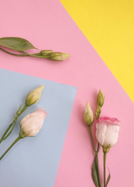 Renkli arka planda güzel bir çiçek