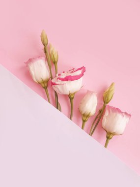 Renkli arka planda güzel bir çiçek