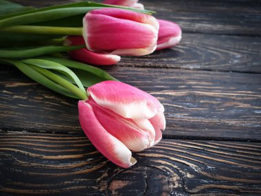 Ahşap arkaplan çerçevesinde lale çiçeği