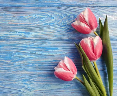 Ahşap arkaplan çerçevesinde lale çiçeği