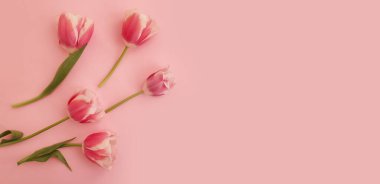 Renkli arkaplanda lale çiçeği