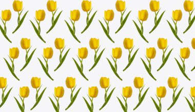 Beyaz arkaplanda sarı lale çiçeği