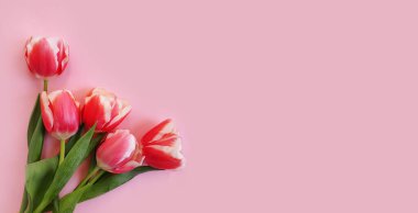 Renkli bir arka plan yürüyüşünde lale çiçeği