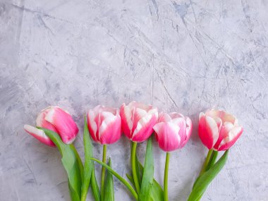 Beton zeminde lale çiçeği