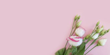 Renkli arka planda güzel bir çiçek Yaz mevsimi