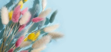 Renkli arkaplan çerçevesinde kuru lagurus çiçeği