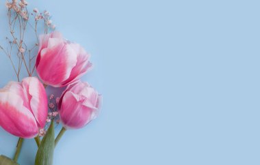 Renkli bir arka plan yürüyüşünde lale çiçeği