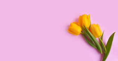 Renkli bir arka plan yürüyüşünde lale çiçeği