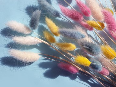 Renkli arkaplan çerçevesinde kabarık çiçek lagurusu