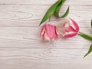  Ahşap arka planda lale çiçeği taze