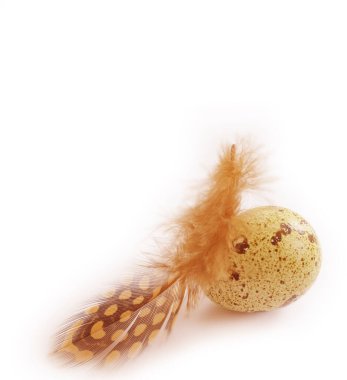 quail egg, feather isolated on white background