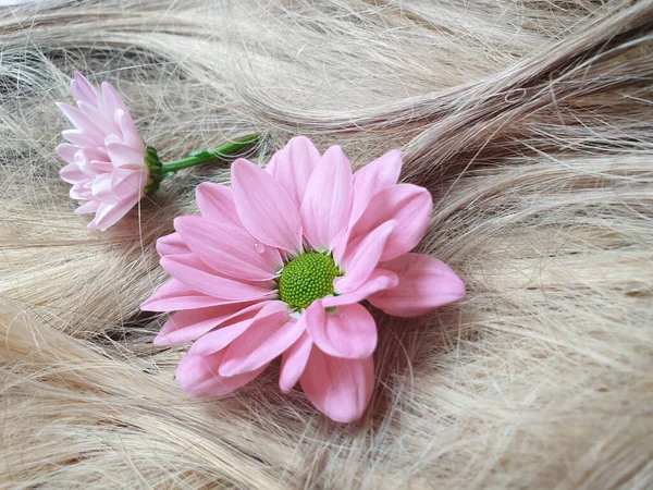 Flower Chrysanthemum Hair Close Background — Stock Photo, Image
