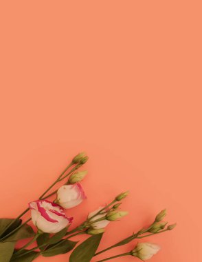 Renkli arkaplanda östoma çiçekleri