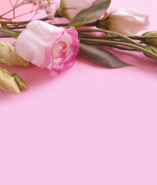 Renkli arkaplanda östoma çiçekleri