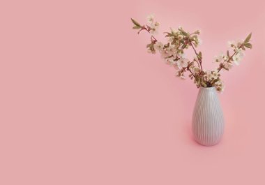 Renkli bir arka planda vazoda çiçek açan kiraz.